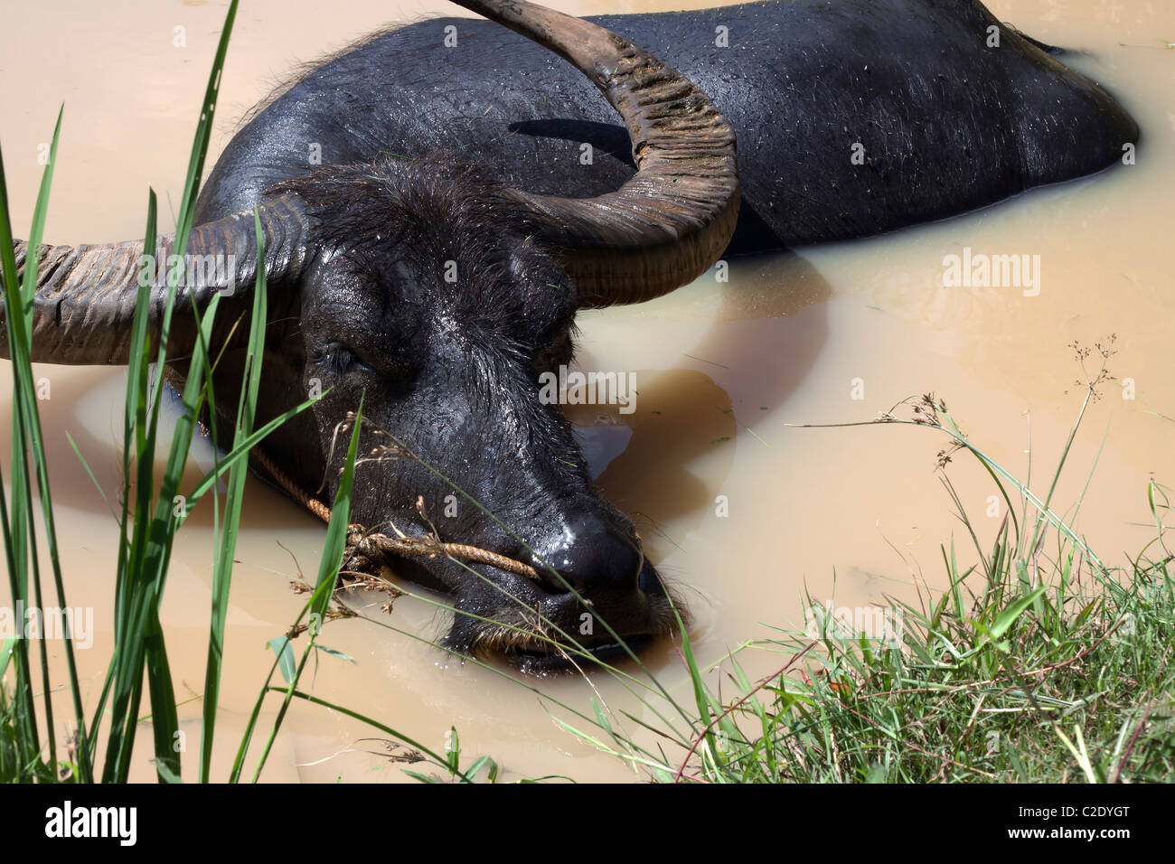 Bufalo asiatico bauges in uno stagno in Thailandia Foto Stock