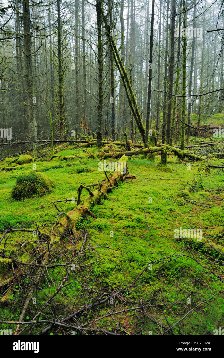 Coed Llyn y Garnedd, una miscela di secolo la foresta e la antica semi-bosco naturale in Gwynedd, il Galles del Nord. Foto Stock