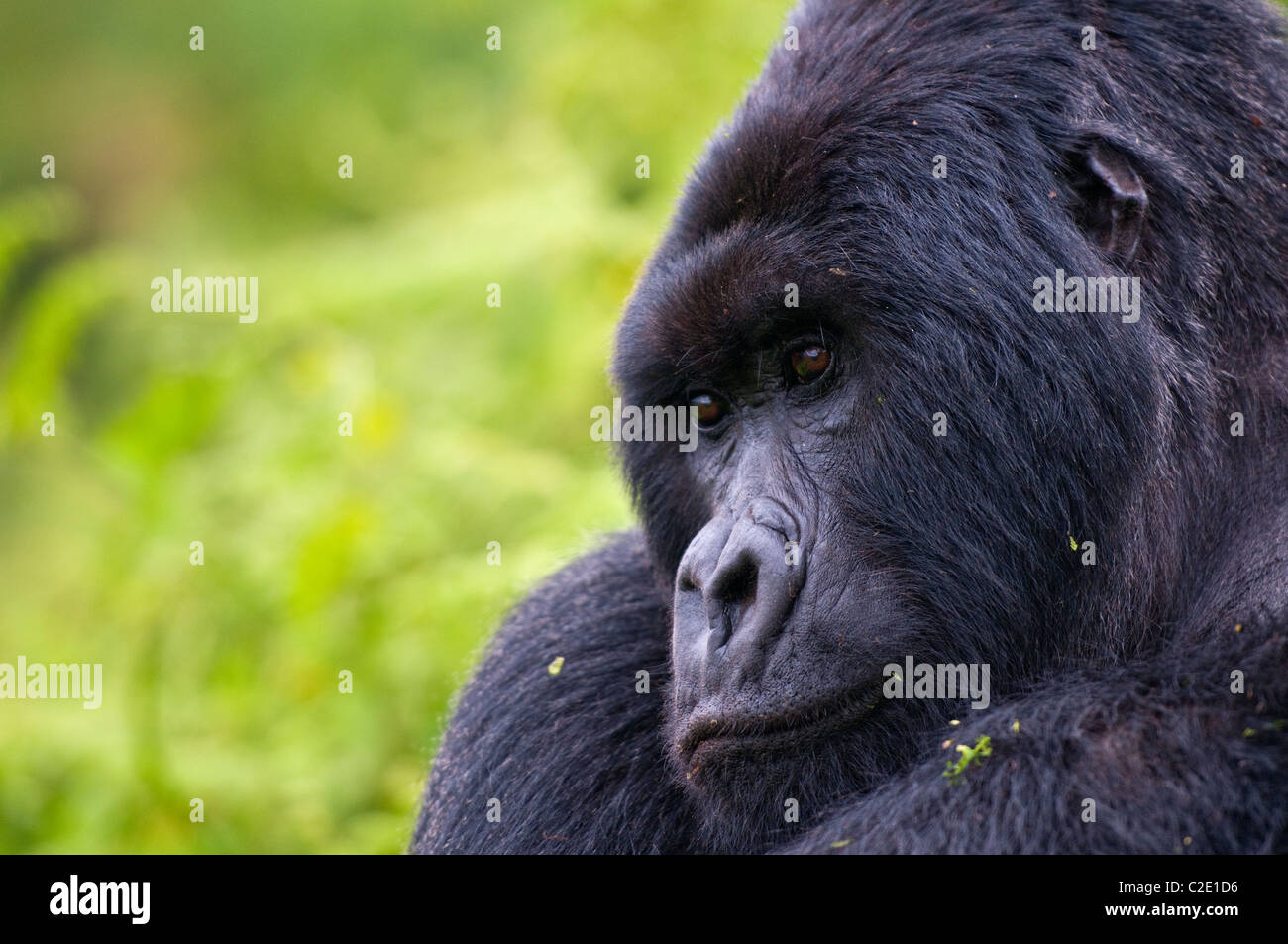 Gorilla di Montagna Foto Stock