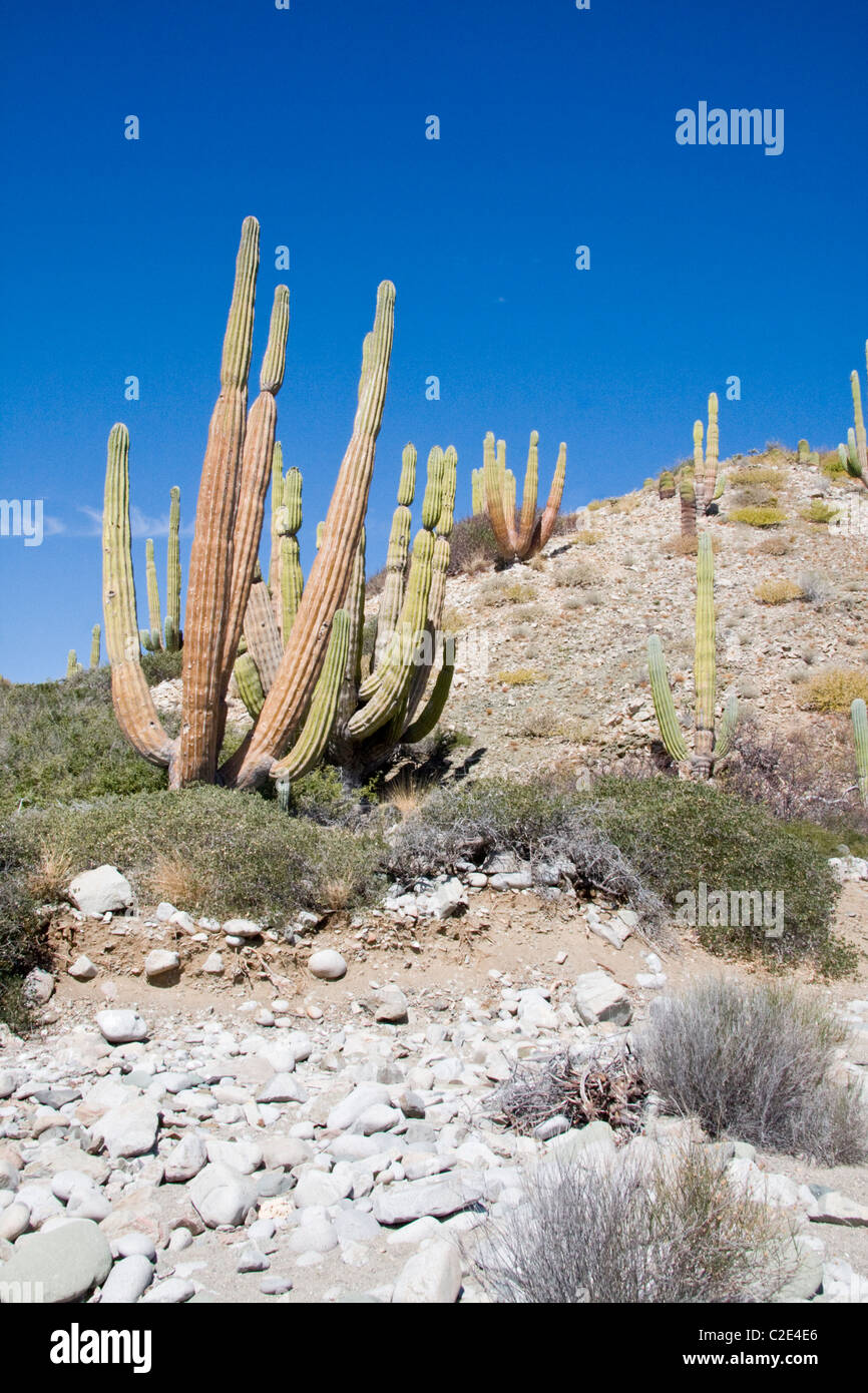 Cardon cactus, Mare di Cortez, Baja California, Messico Foto Stock