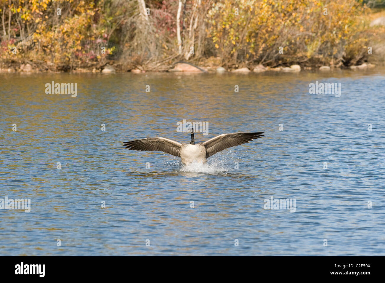 Hawrelak Park, Edmonton, Alberta, Canada; Canada Goose sul lago Foto Stock