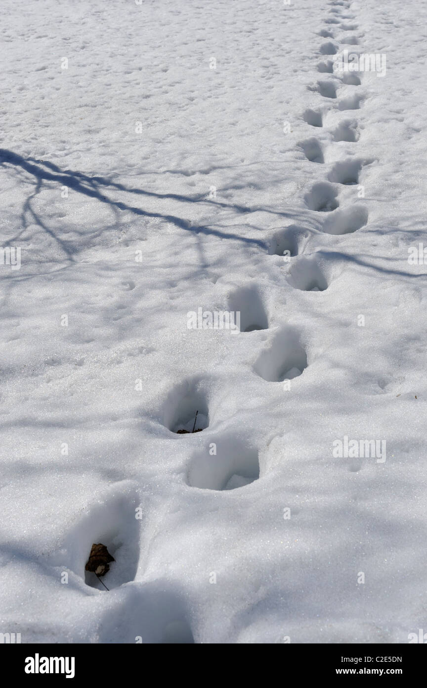 Human Orme nella neve profonda. In primavera il caldo sole ha avuto un impatto sulla forma delle tracce, Viikki Riserva Naturale, ... Foto Stock
