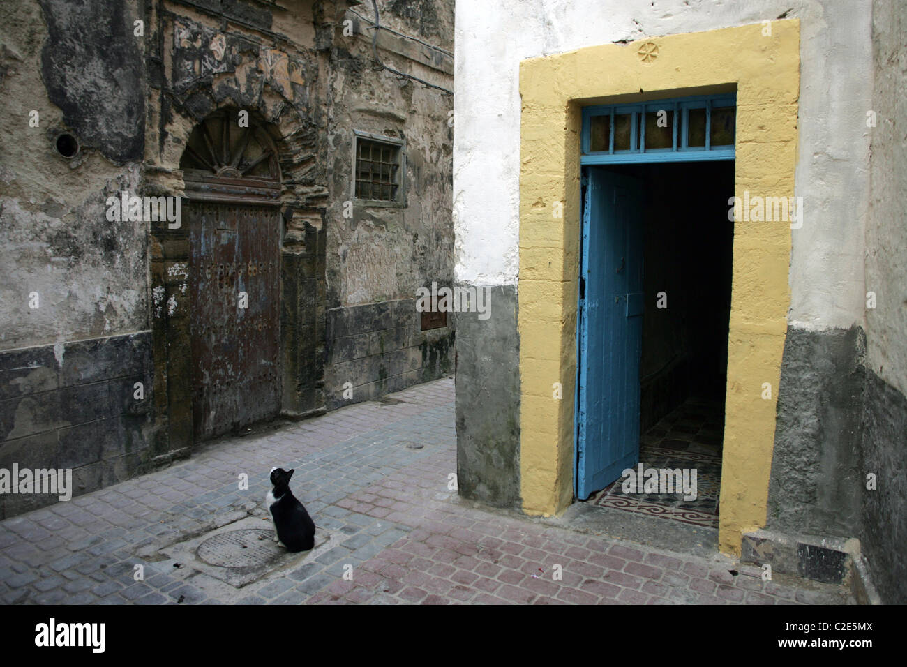 Un gatto nella Medina di Essaouira, Marocco, Africa del Nord. Foto Stock