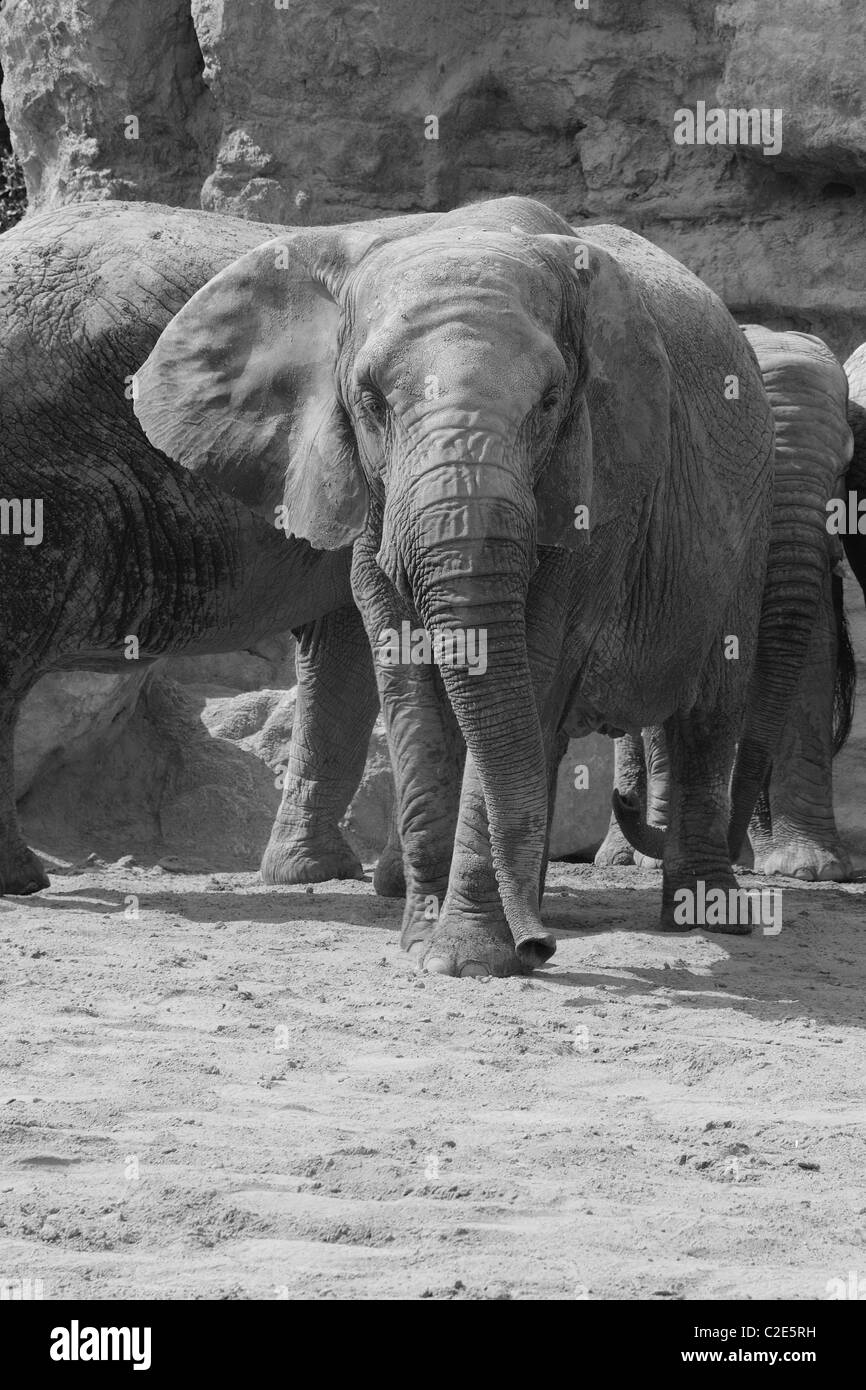 Elefante africano in cattività Foto Stock