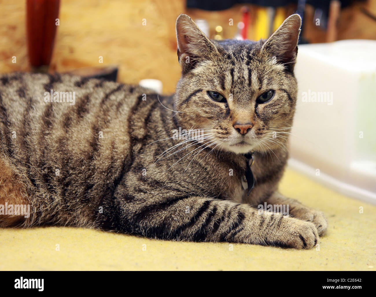 Un gatto di casa Foto Stock