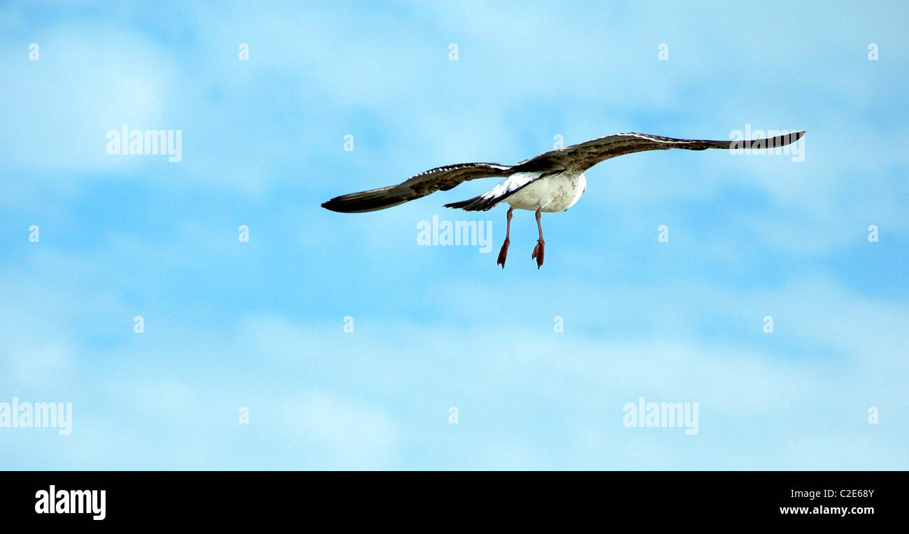 Aringa Gabbiano (Larus cachinnans), Cadiz, Spagna Foto Stock