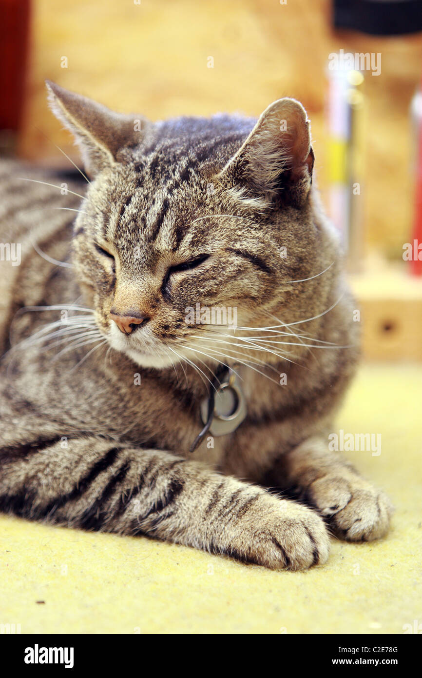 Un gatto di casa Foto Stock