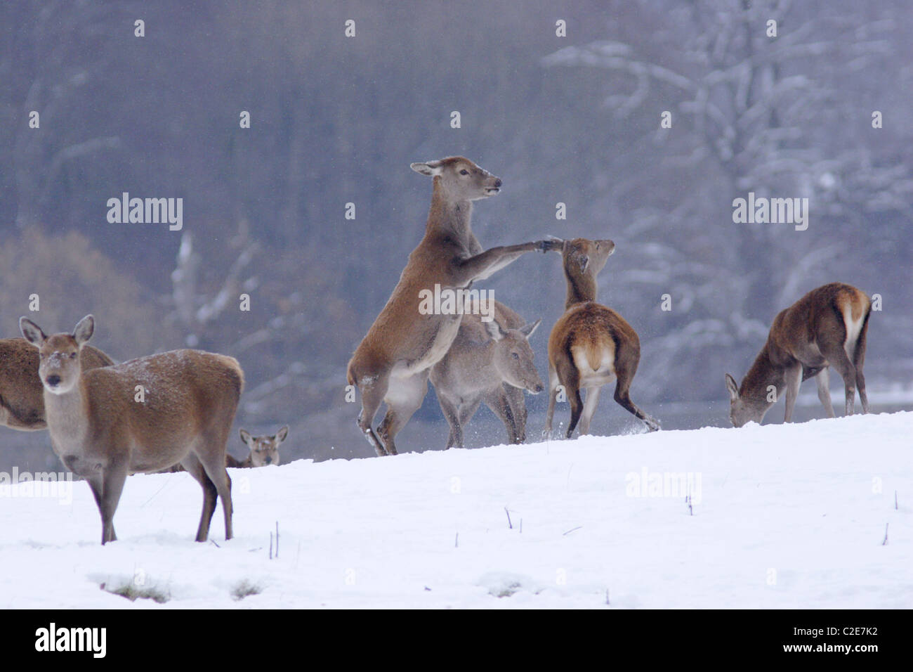 Red Deer cerve (Cervus elaphus) lottano per instaurare una posizione dominante, inverno, Yorkshire, Regno Unito Foto Stock