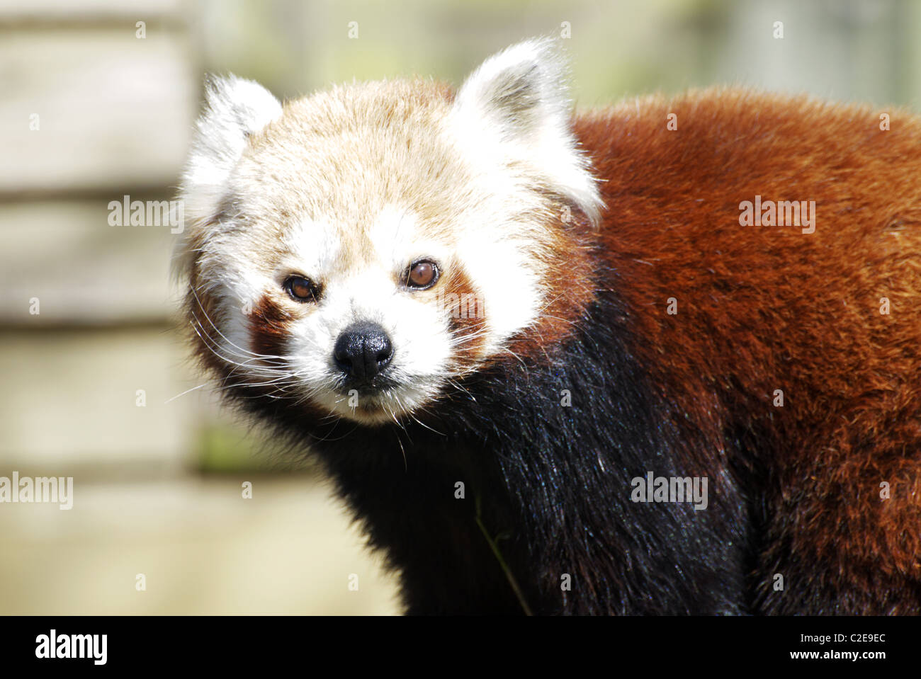 Panda rosso guardando la fotocamera Foto Stock