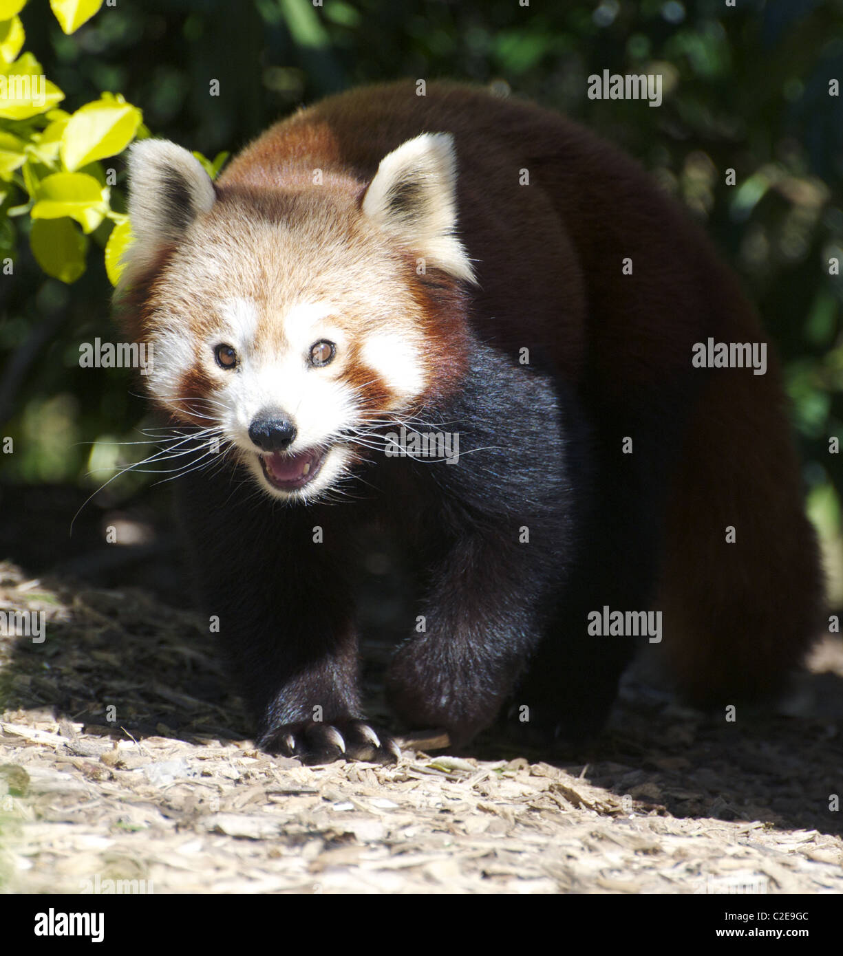 Panda rosso Foto Stock