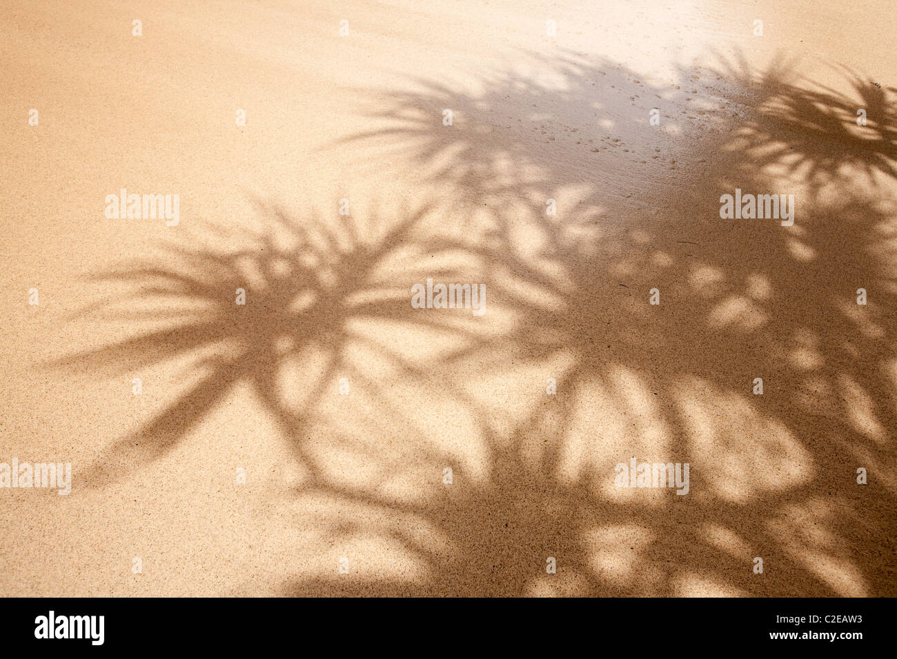 Sfondo tropicale con palme e sabbia bagnata Foto Stock