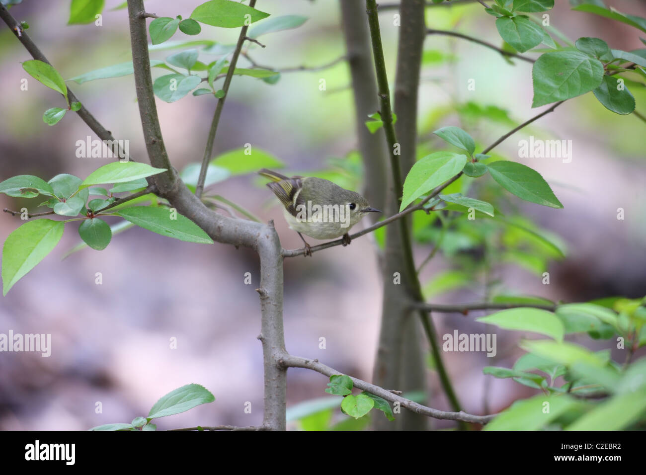 Ruby-incoronato Kinglet (Regulus calendula calendula), Molla seduta migranti in un piccolo albero. Foto Stock