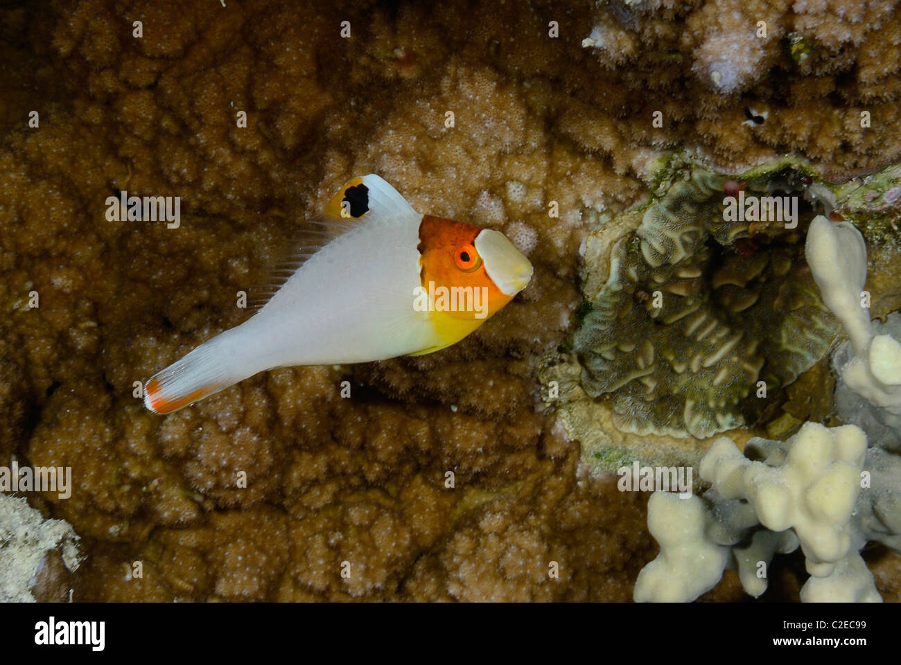 I capretti bicolor pesci pappagallo, pesce, Saint John Reef, Mar Rosso, Egitto Foto Stock