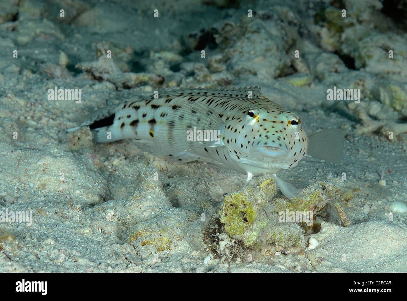 Chiazzato sandperch, pesce, Saint John Reef, Mar Rosso, Egitto Foto Stock