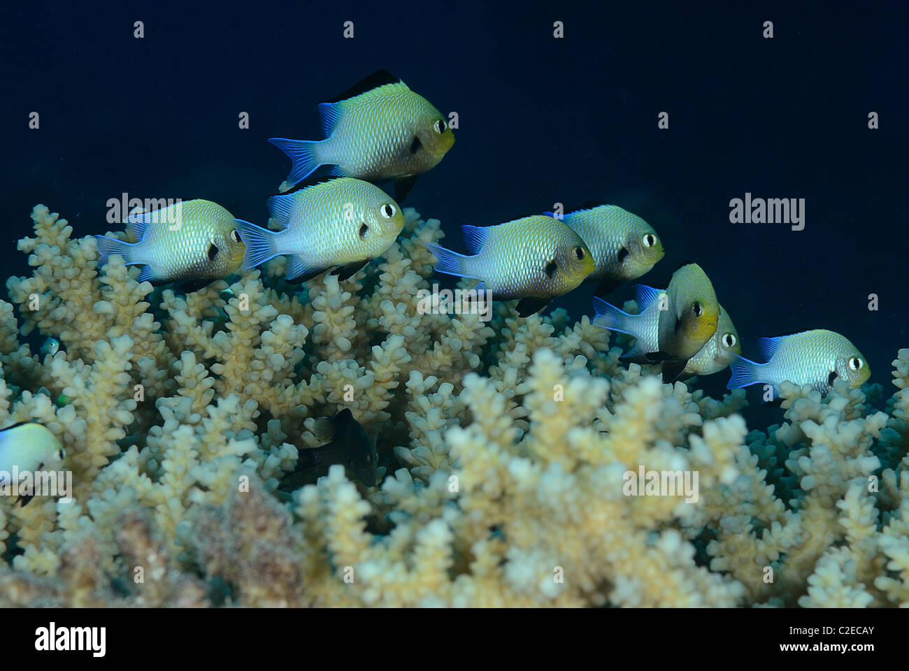 Goldback fanciulla, pesce, Saint John Reef, Mar Rosso, Egitto Foto Stock