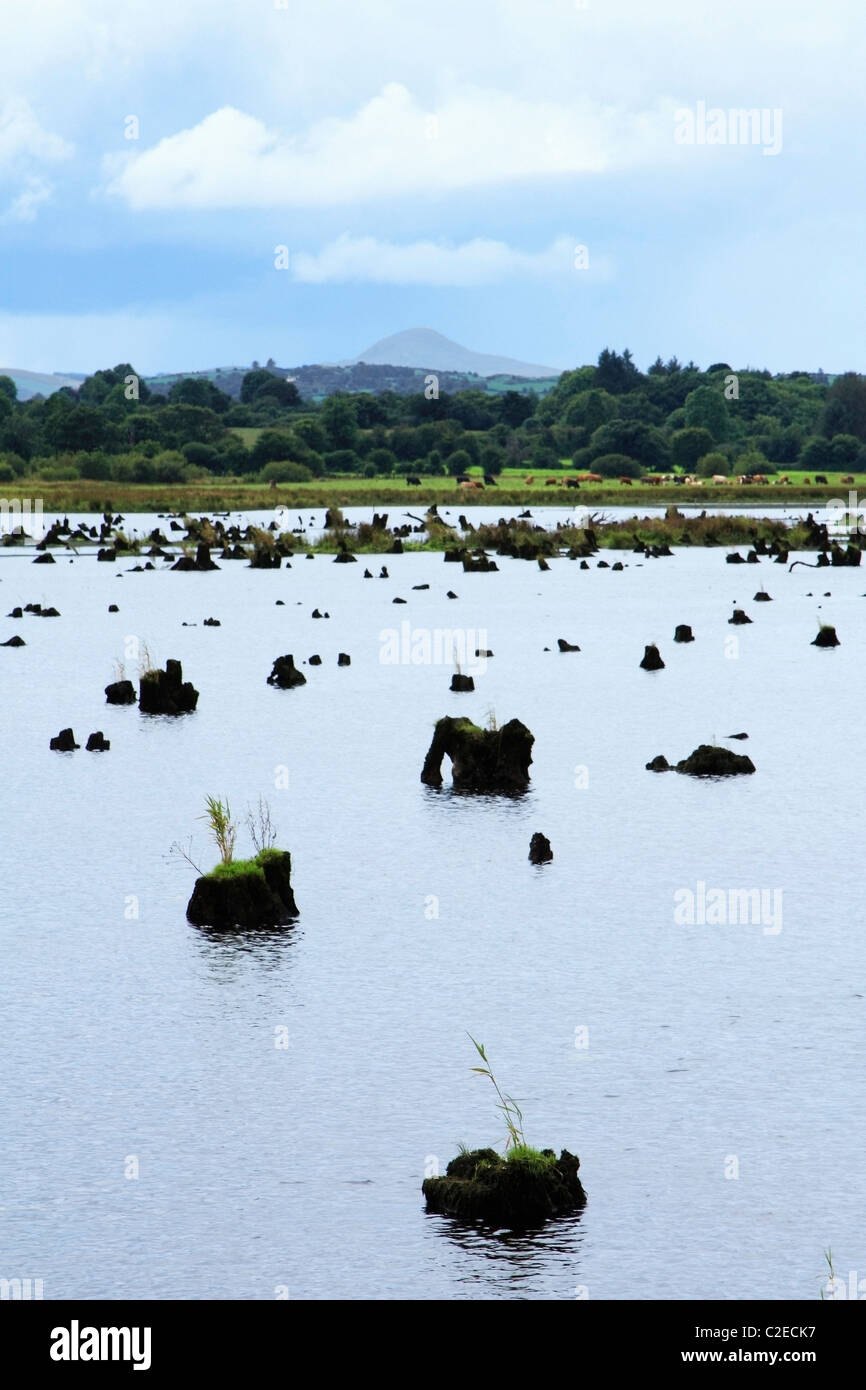 Il Gearagh, Macroom, Co Cork, Irlanda; Il Gearagh Foto Stock