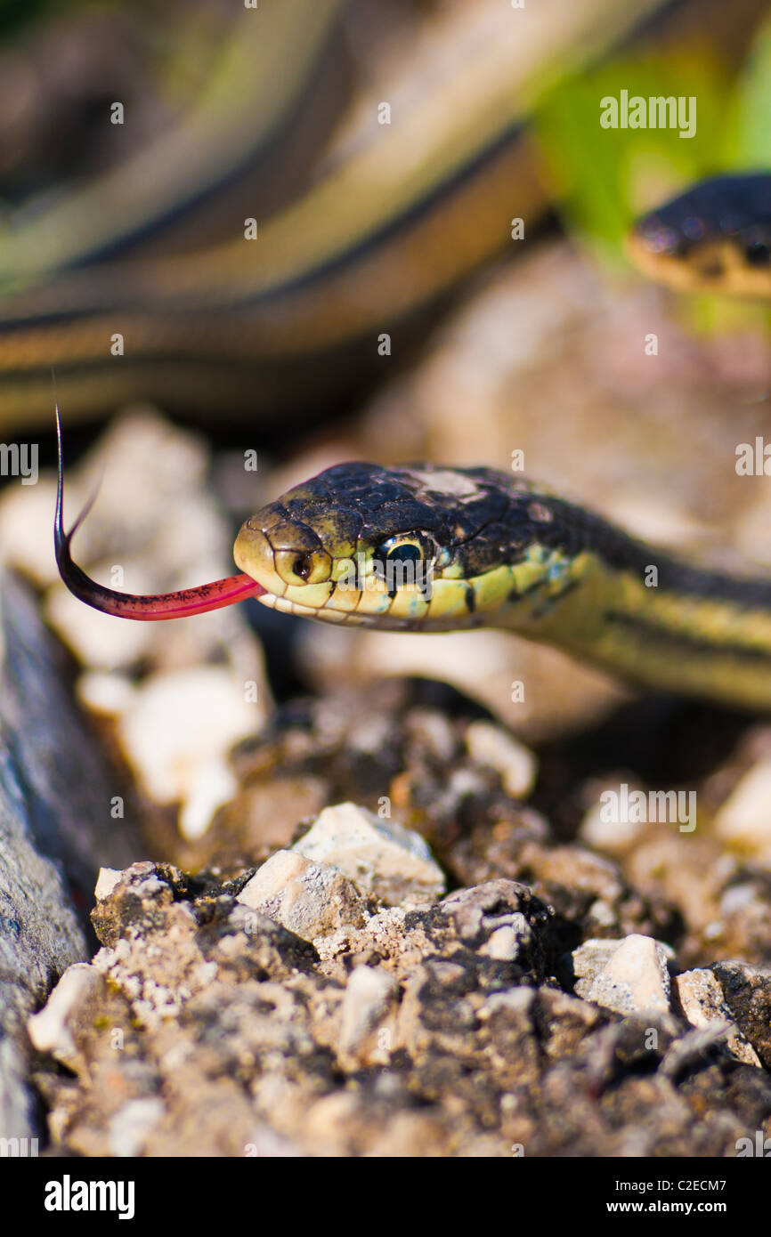 Garter snake spostando la sua lingua. Foto Stock