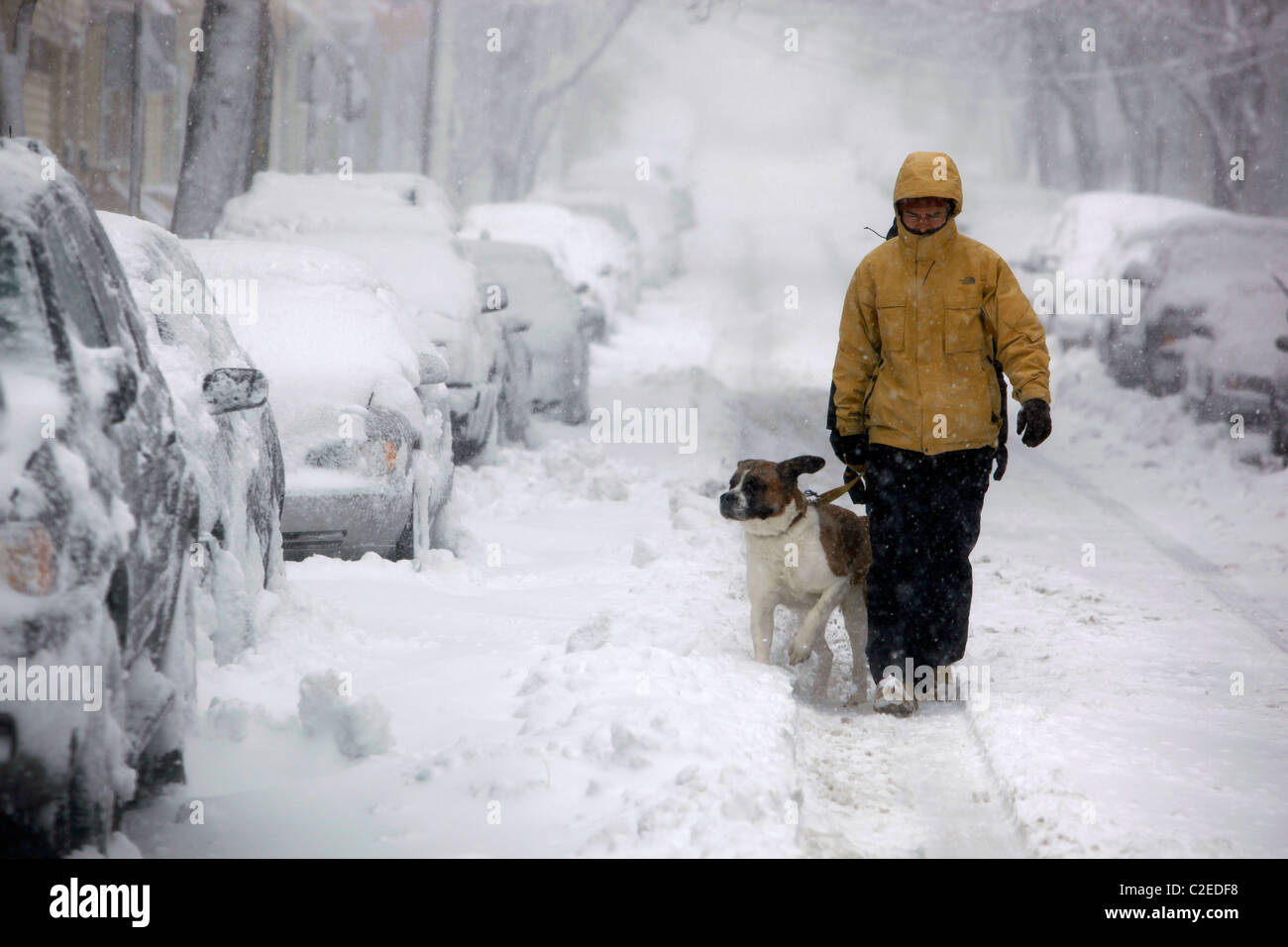 Un uomo che cammina il suo cane in un inverno tempesta di neve di Boston Massachusetts Foto Stock