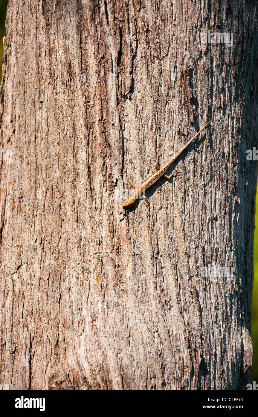 Mimetizzati lucertola sul tronco, australia Foto Stock