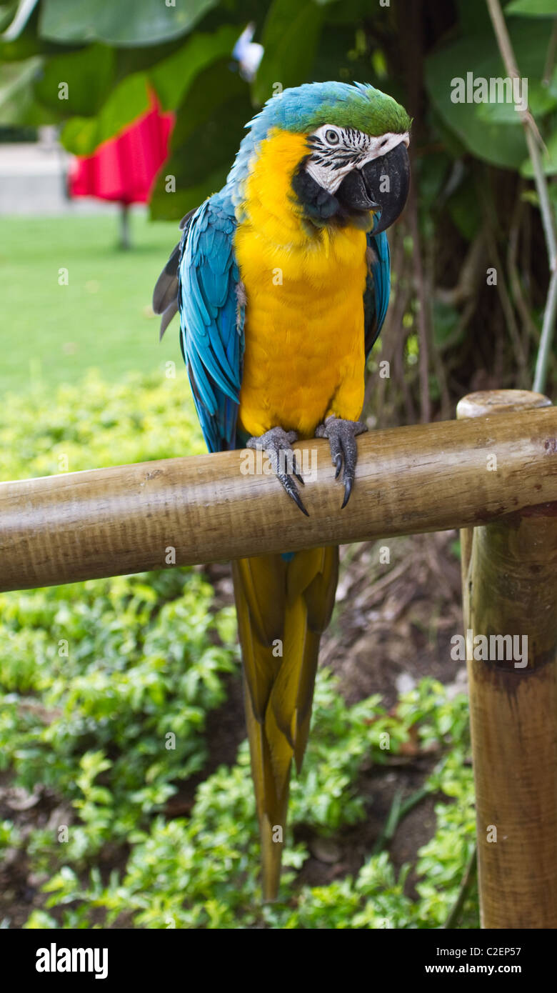 Un unico grande blu e giallo macaw seduto sulla recinzione di legno Foto Stock