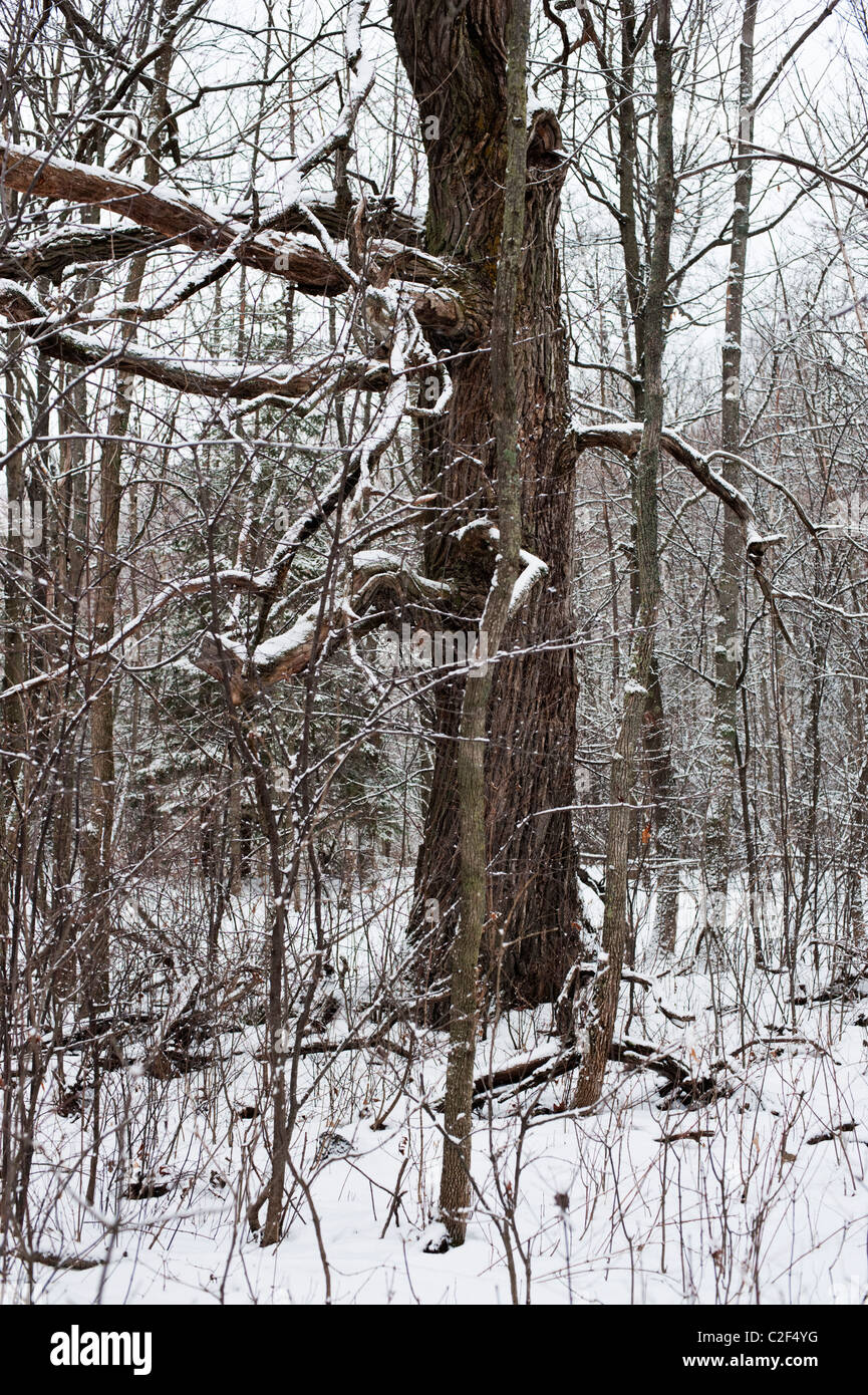 Un vecchio albero di quercia, spolverate con una polverizzazione di neve, si erge tra alberelli nel bosco in inverno, Ontario, Canada Foto Stock
