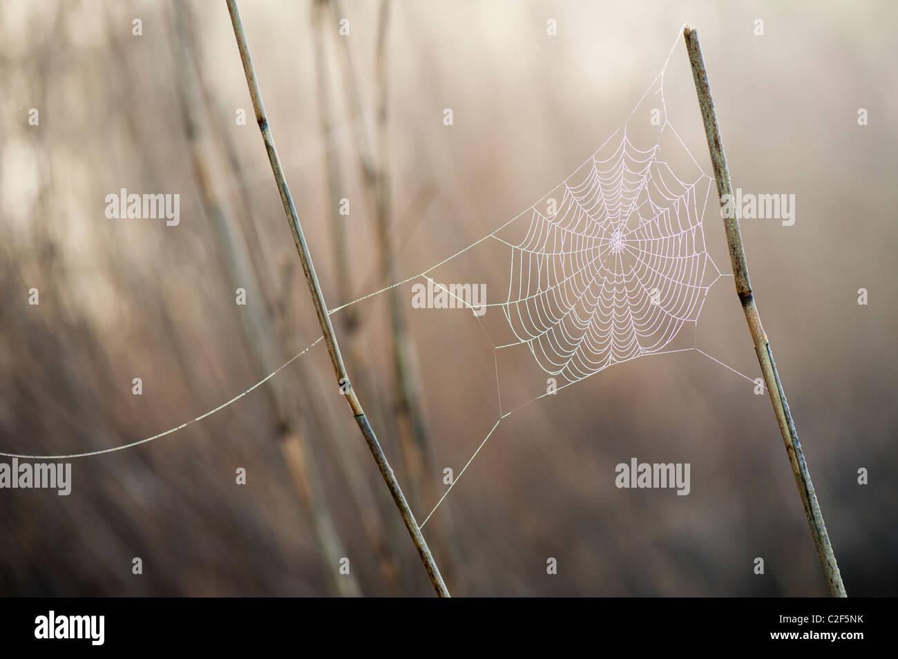 Spider Web coperto di rugiada misty attaccato a canne nella campagna inglese Foto Stock