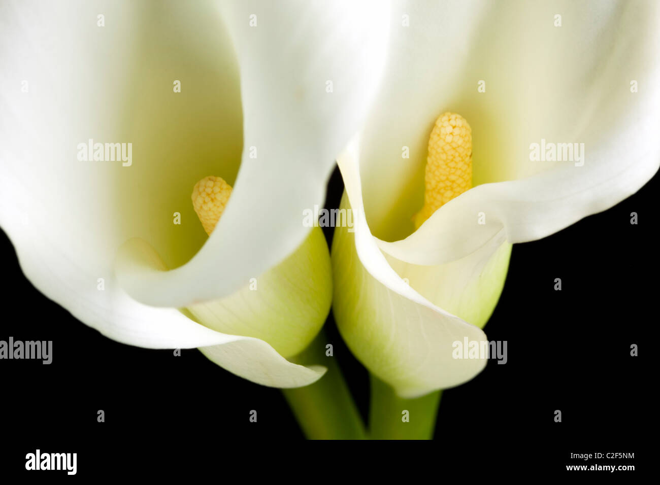 Primo piano di due white Calla Lily blossoms, sfondo nero Foto Stock