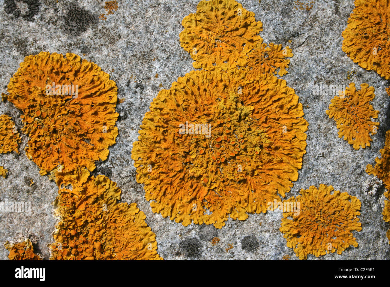 Giallo arancione rosetta del lichene marittima Caloplaca thallincola sulle rocce a Conwy RSPB Riserva, Galles Foto Stock