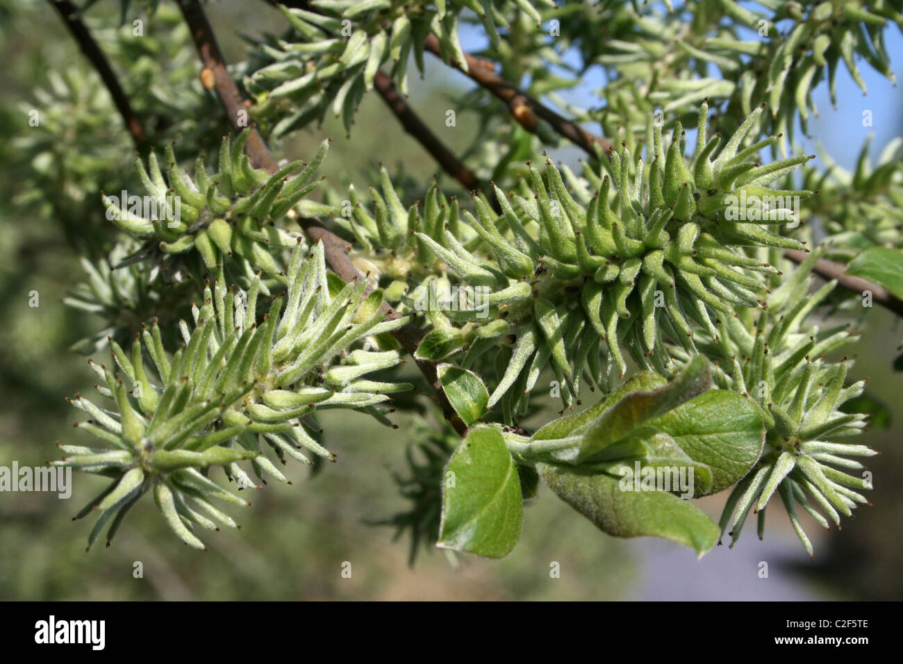 Pistillate (femmina) fiori su un salice Salix sp. Prese a Conwy RSPB Riserva, Galles Foto Stock