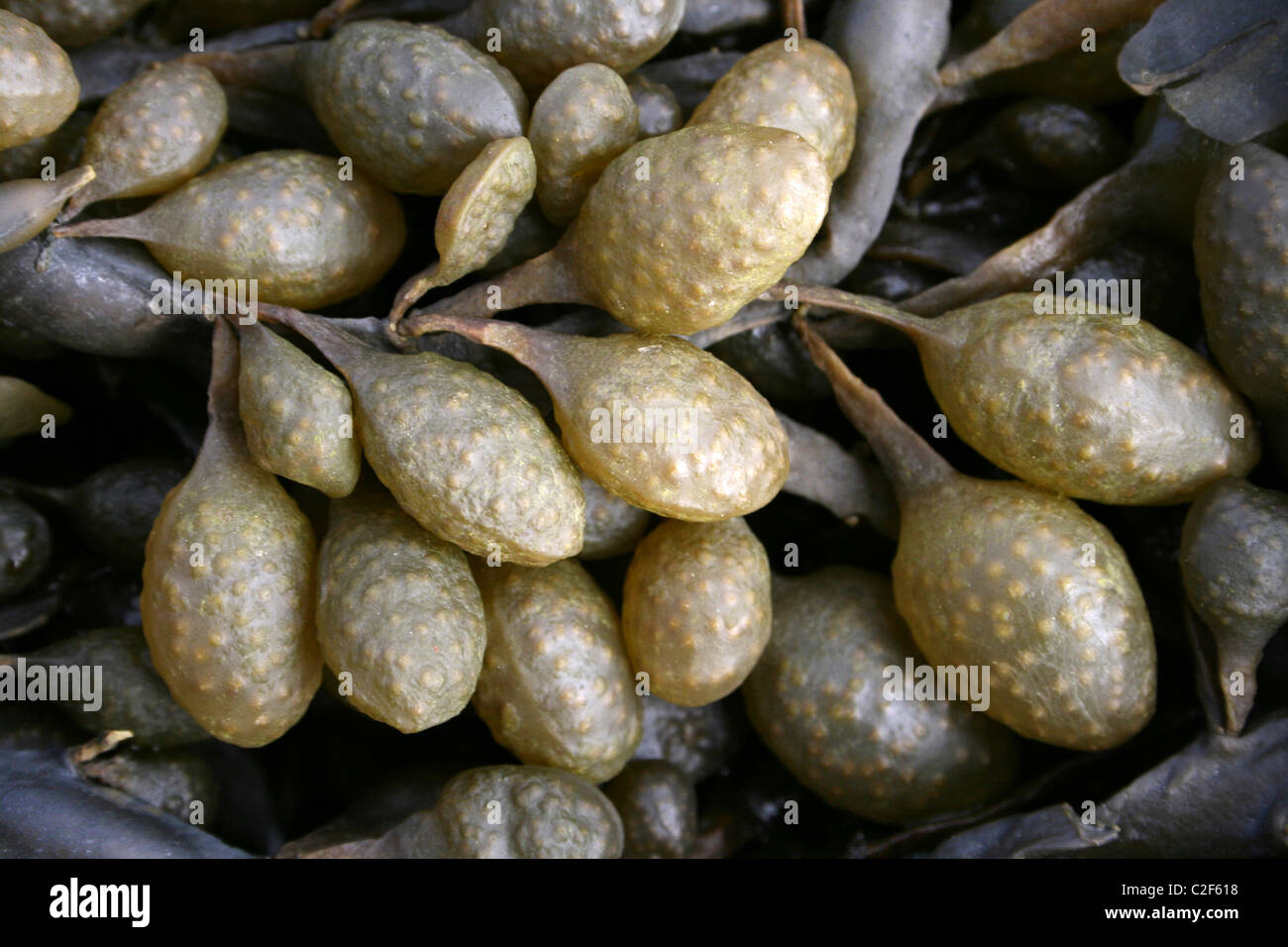 Uovo (a.k.a. Annodato) Wrack Ascophyllum nodosum mostra la capacità riproduttiva in recipienti Foto Stock