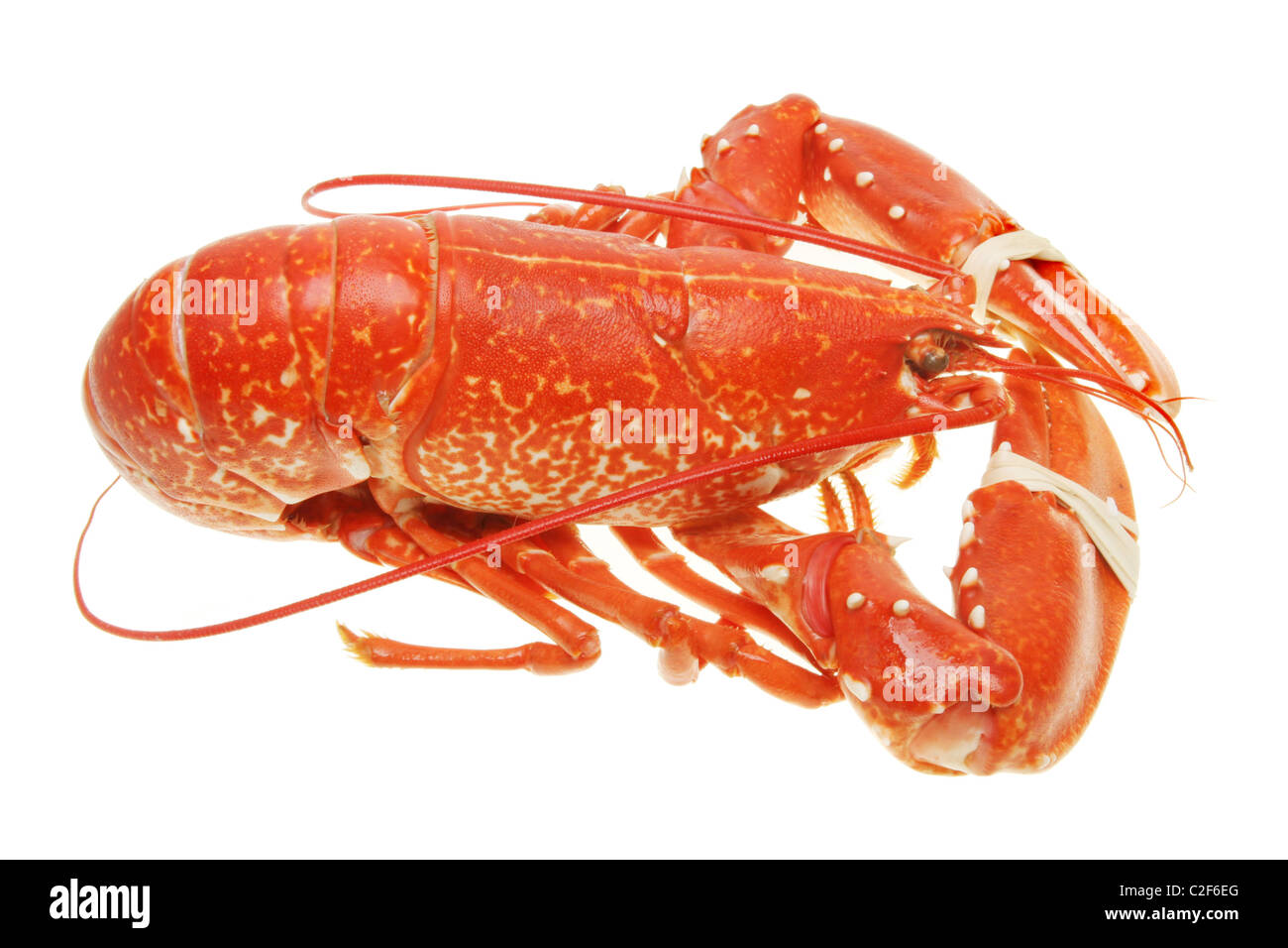 Vista laterale di un intero aragosta cotta isolata contro bianco Foto Stock