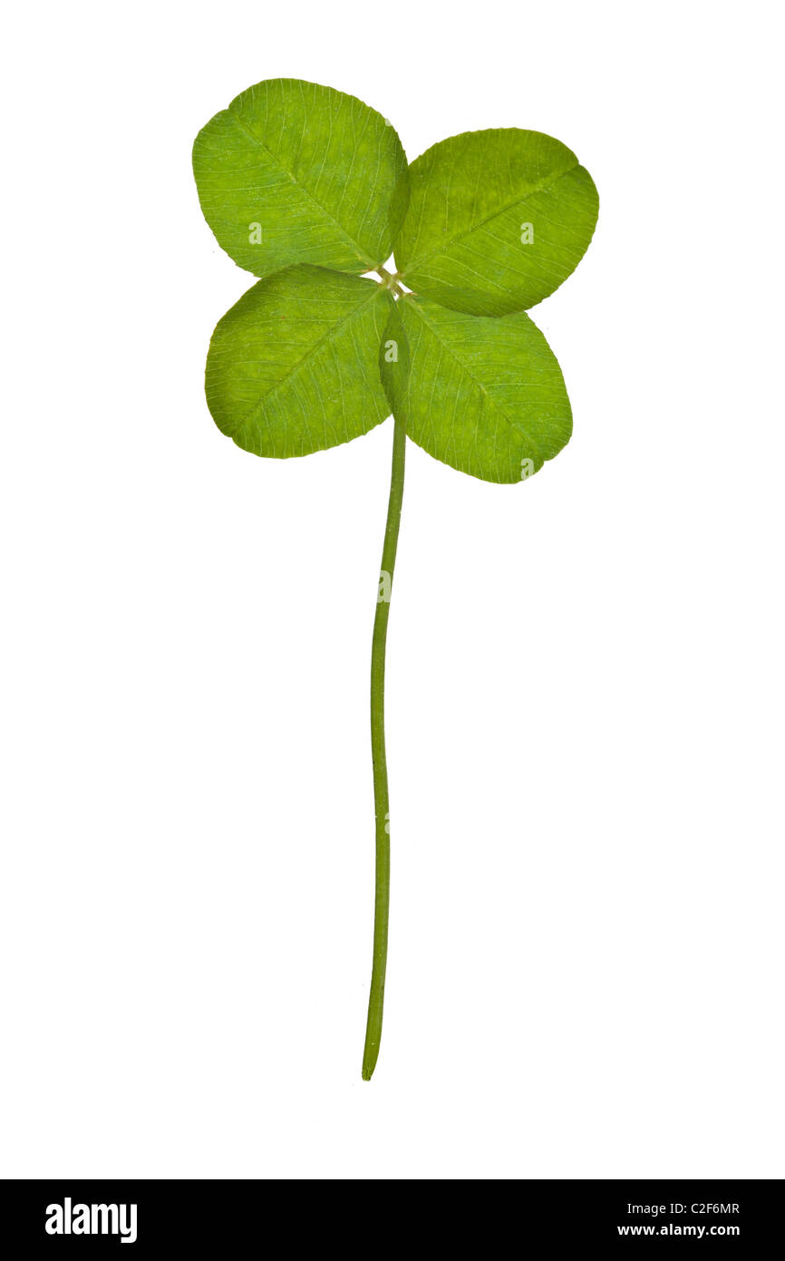 Quattro Leaf Clover isolato su bianco Foto Stock