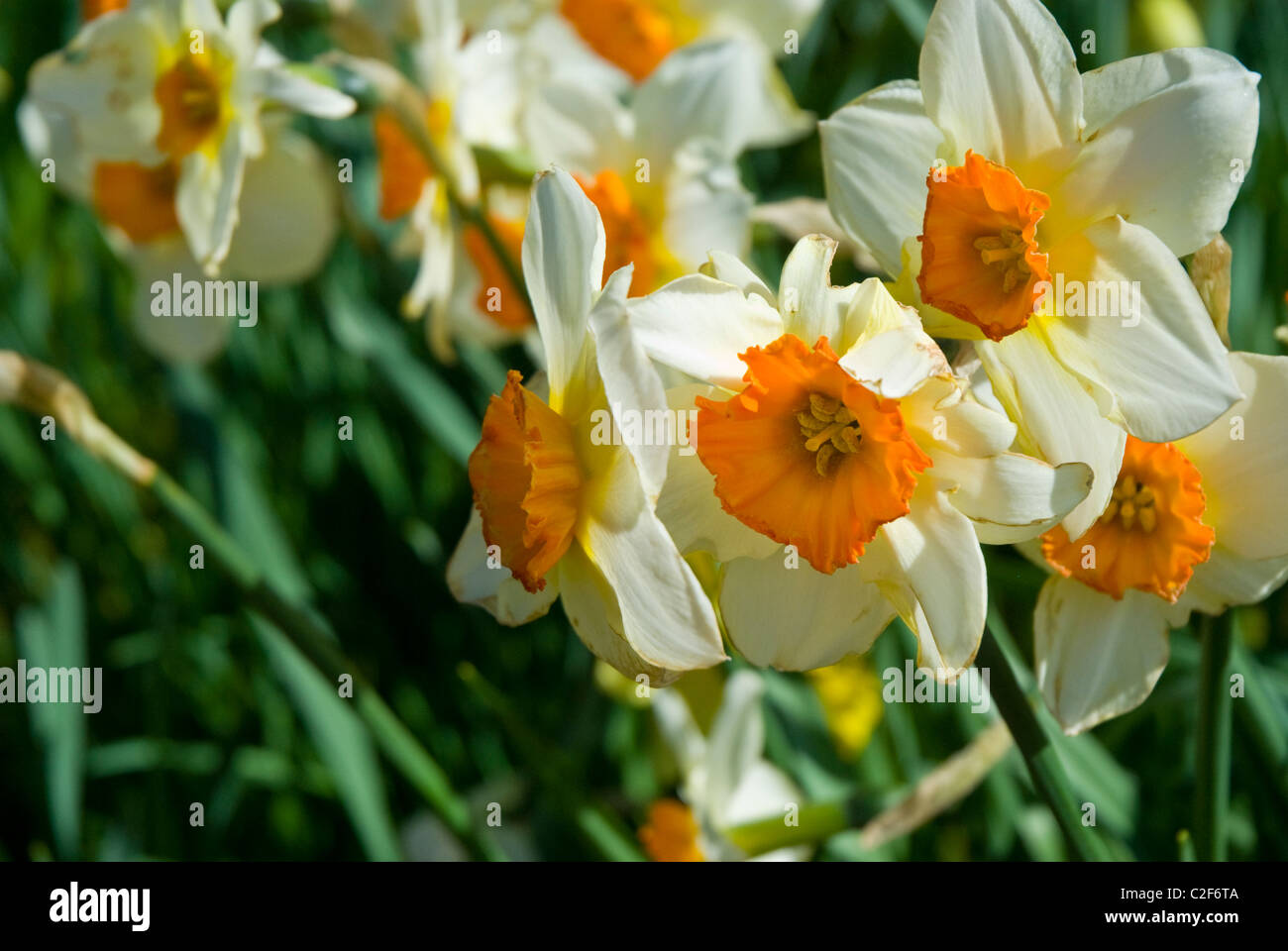 Giunchiglie in riva al mare di Ullswater, Lake District, Cumbria Foto Stock
