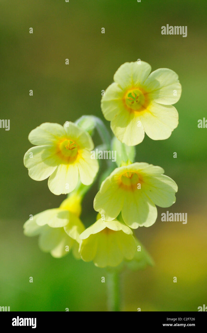 Close up Oxlip giallo, Primula Elatior, Hayley legno, Cambridgeshire, England, Regno Unito Foto Stock