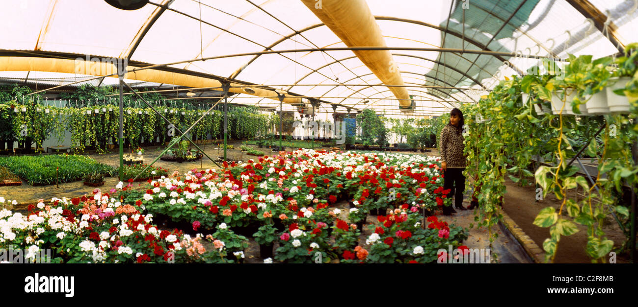 Kuwait wafra greenhouse immagini e fotografie stock ad alta risoluzione