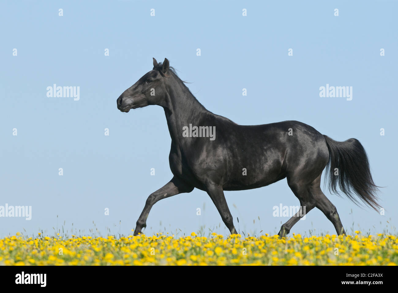 Paso Fino al trotto di cavalli in un prato di fiori Foto Stock