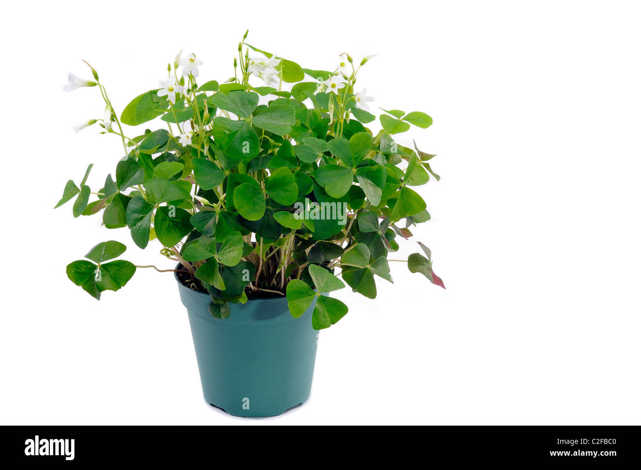 Piccola pianta di Shamrock in un pentola verde di pianta contro A Ritaglio sfondo bianco Foto Stock