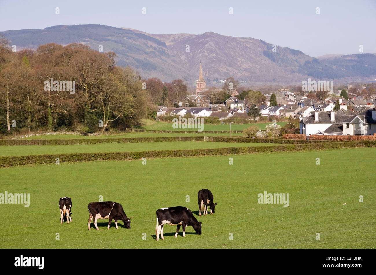 Paese pastorale scena con Holstein il frisone allevamento di vacche da latte al pascolo del bestiame in un campo nella periferia della città. Keswick, Cumbria, Inghilterra, Regno Unito. Foto Stock