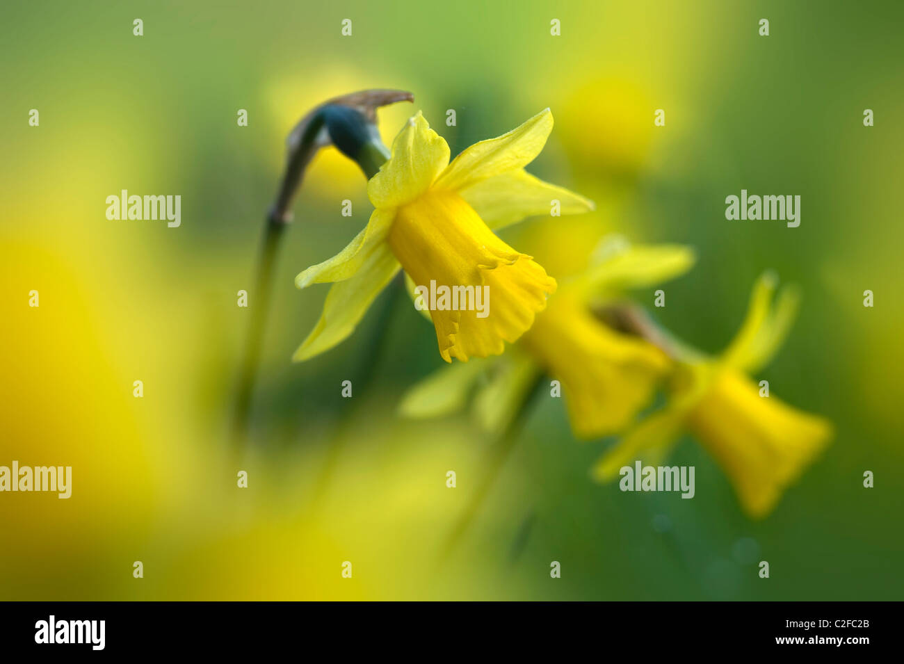 Yellow Daffodils - Tete a Tete narcisi Foto Stock