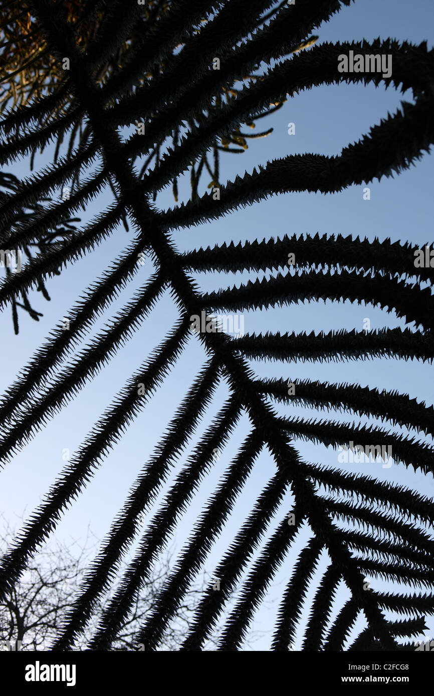 Puzzle di scimmia ramo di albero contro un cielo blu Foto Stock