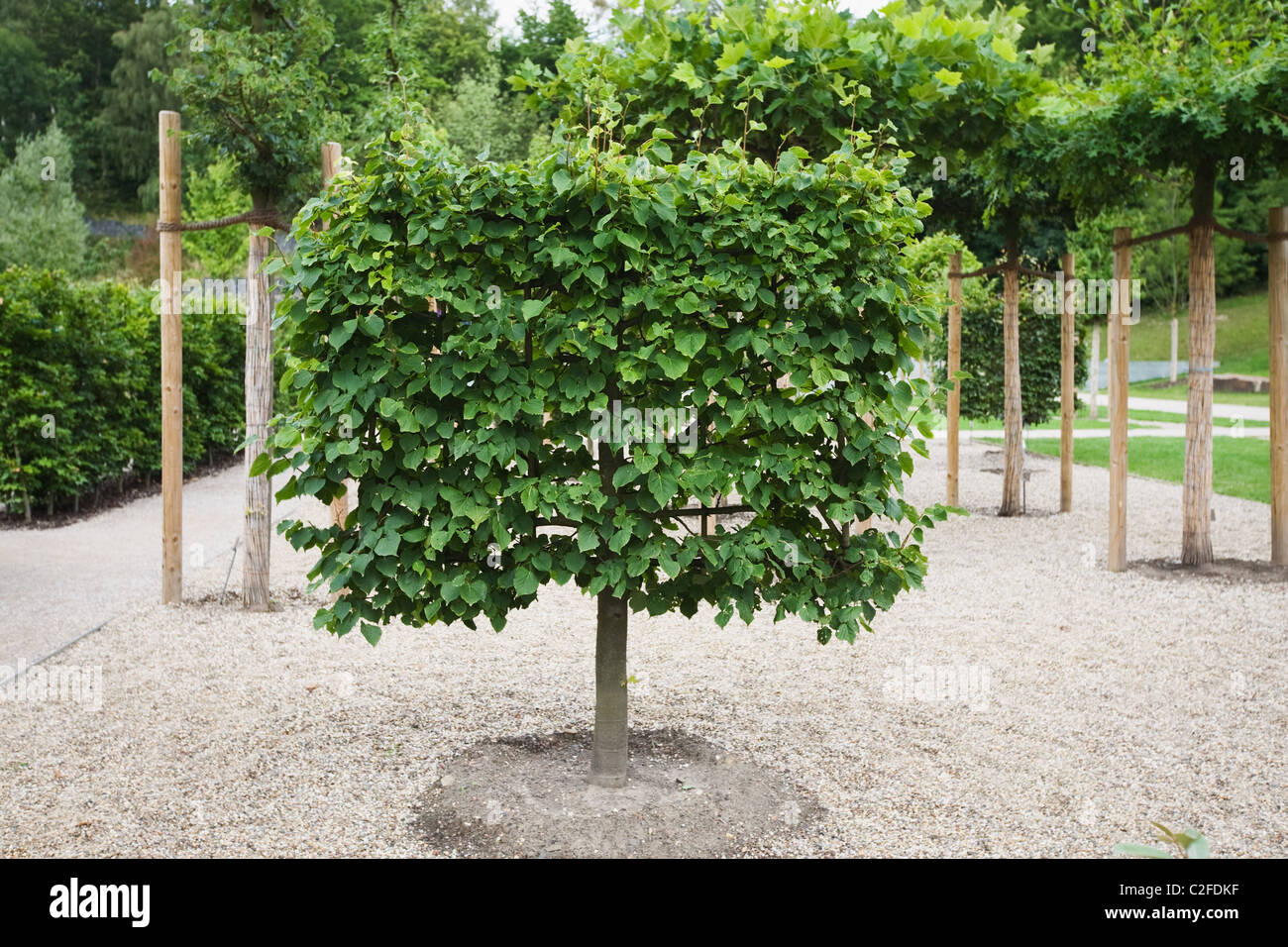 Free standing espaliered lime tree Foto Stock