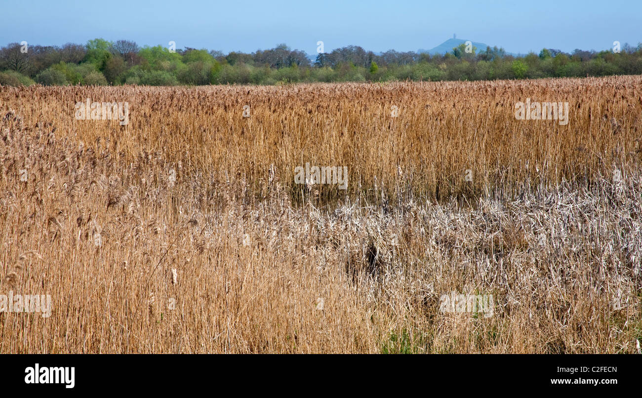 Canneti su shapwick heath somerset livelli con Glastonbury Tor in background regno unito Foto Stock