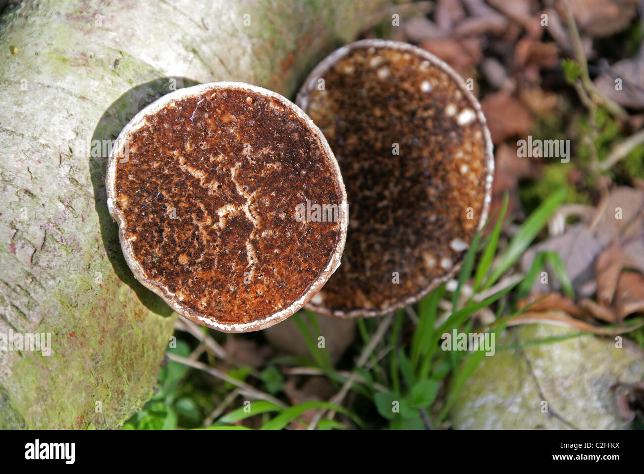 Birch Polypore o Razorstrop fungo, Piptoporus betulinus, Fomitopsidaceae. La parte inferiore del campione precedente su un punto morto betulla. Foto Stock