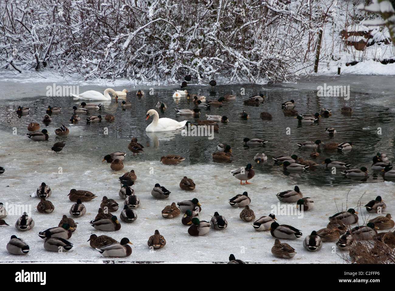 Scena invernale sul fiume congelato - cigni e anatre Foto Stock
