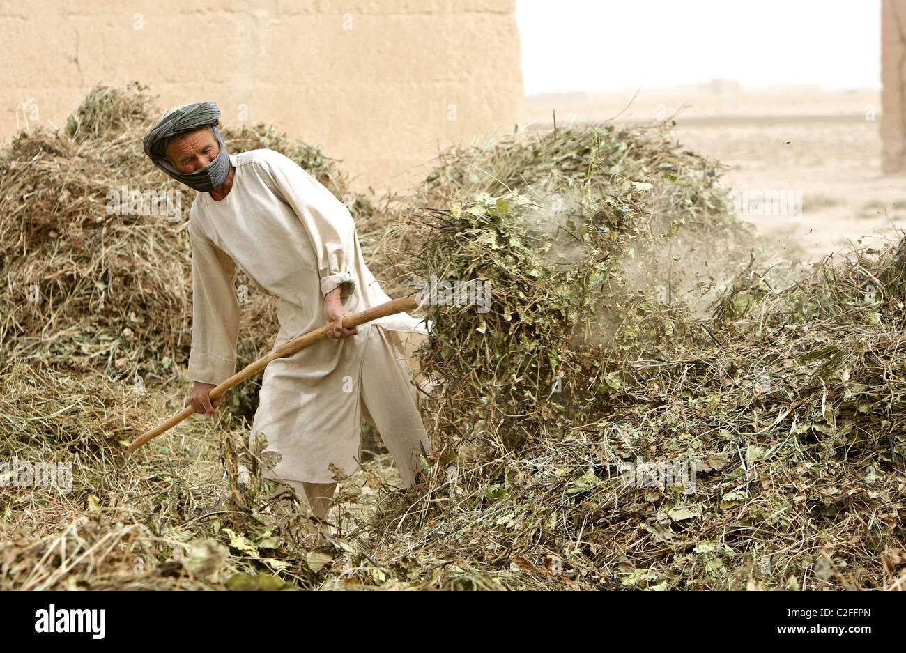 Un agricoltore nel lanciare la sua messe ad asciugare, Kunduz, Afghanistan Foto Stock