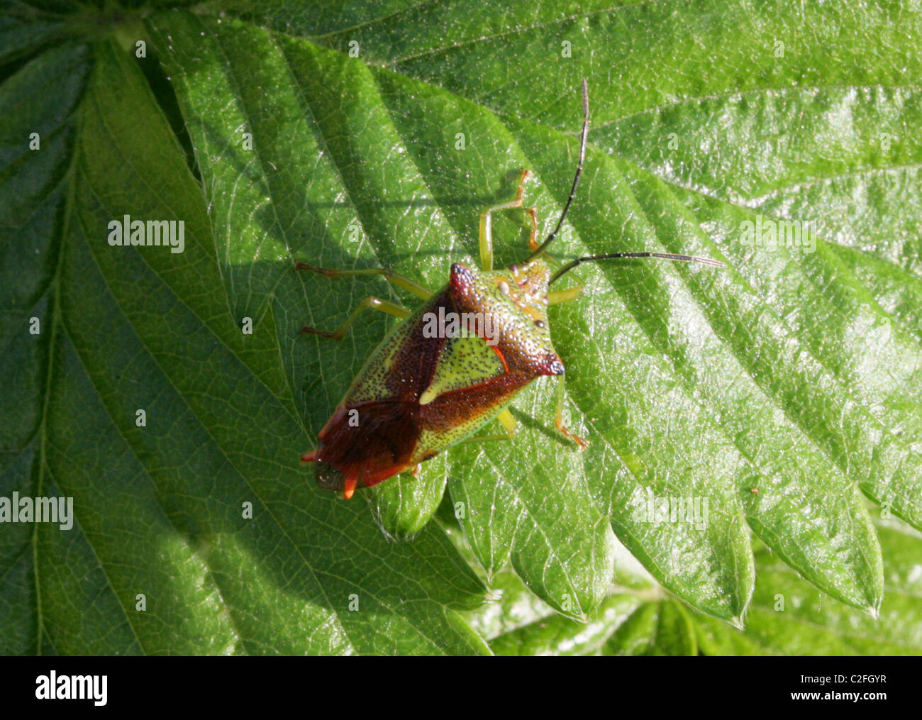 Biancospino Shieldbug, Acanthosoma haemorrhoidale, Acanthosomatidae, Heteroptera, Hemiptera Foto Stock