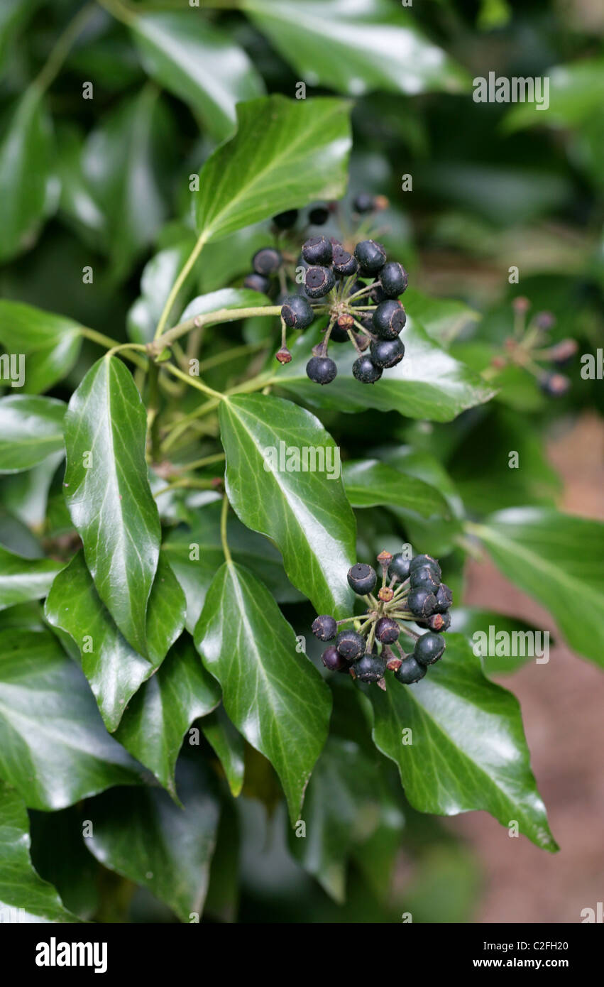 Bacche nere, frutto di Edera, Hedera helix, Araliaceae Foto Stock