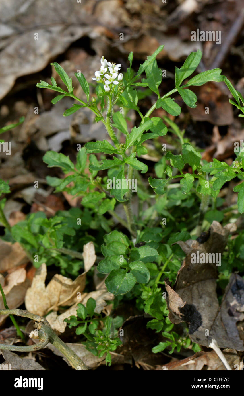 Ondulata di amaro crescione, Cardamine flexuosa, Brassicaceae. Fiori di Bosco, UK. Foto Stock