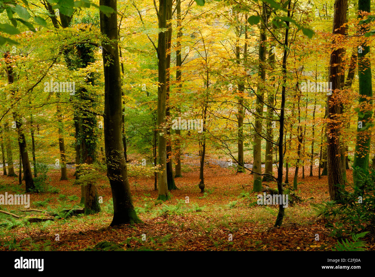 Una miscela di tonalità autunnali nel bosco a Quantocks, Somerset. Foto Stock