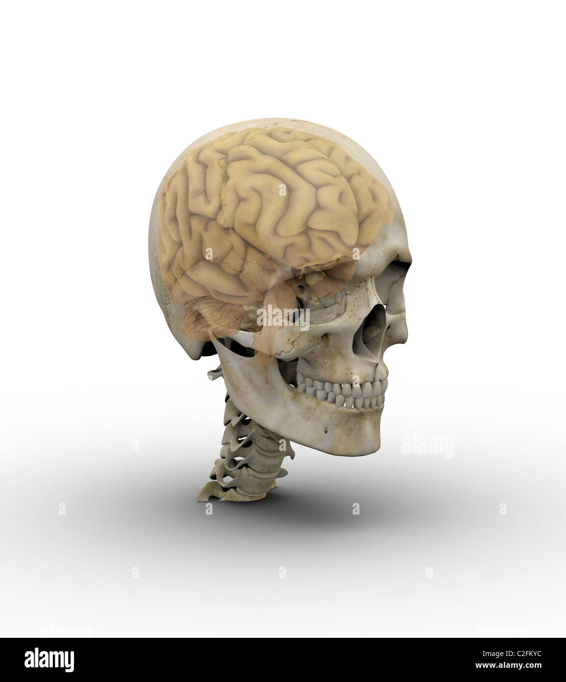 Maschio con cranio cervello che mostra attraverso il teschio trasparente. Foto Stock